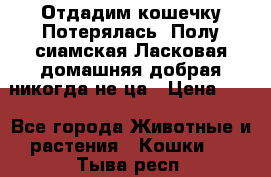 Отдадим кошечку.Потерялась. Полу сиамская.Ласковая,домашняя,добрая,никогда не ца › Цена ­ 1 - Все города Животные и растения » Кошки   . Тыва респ.